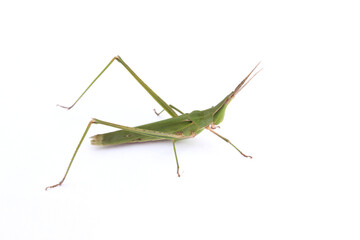 long-headed grasshopper isolated white background