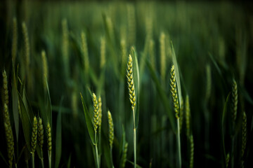 cereal field in summer