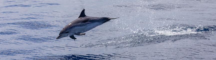 Fototapeta premium Dolphins swimming, leaping and playing