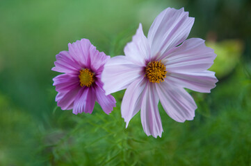 Obraz premium A pair of Cosmos flowers