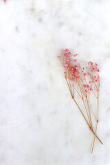 Dried flowers on white marble background - Gypsophila Rosenschleier with copy space. 