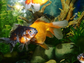 The fish are very beautiful in color swimming in the water tank aquarium, the water is very clear making the beauty of the fish's body very clearly visible