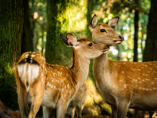Mother deer and her fawn  in the woods