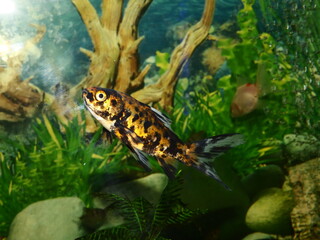 The fish are very beautiful in color swimming in the water tank aquarium, the water is very clear making the beauty of the fish's body very clearly visible