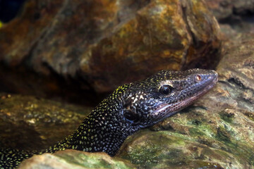Obraz premium The dark lizard lies on a rock and warms up.