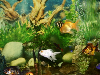Obraz premium The fish are very beautiful in color swimming in the water tank aquarium, the water is very clear making the beauty of the fish's body very clearly visible