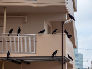 Flock of crows at the balcony of building