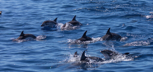Fototapeta premium Dolphins swimming, leaping and playing