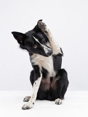funny crazy dog. smooth-haired black and white Border Collie with curve muzzle