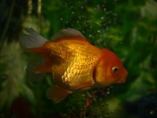 The fish are very beautiful in color swimming in the water tank aquarium, the water is very clear making the beauty of the fish's body very clearly visible