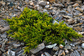 Green juniper in the garden or park. Decoration of the urban landscape.