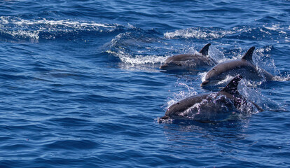 Naklejka premium Dolphins swimming, leaping and playing