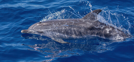 Naklejka premium Dolphins swimming, leaping and playing