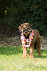 Stehender junger Cockapoo mit Blumenkette