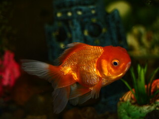 The fish are very beautiful in color swimming in the water tank aquarium, the water is very clear making the beauty of the fish's body very clearly visible