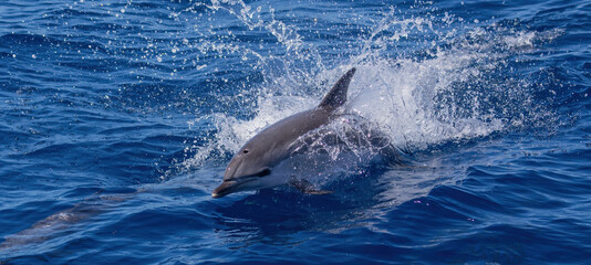 Dolphins swimming, leaping and playing