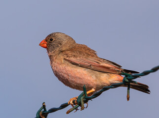 Trumpeter Finch (La Gomera)