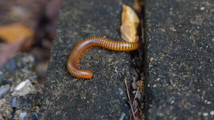 Mating millipede,millipede walking on ground in the rainy season of Thailand.