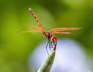 Red veined dropwing dragonfly perched on stalk - Powered by Adobe
