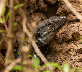 Gallot's lizard, Tenerife
