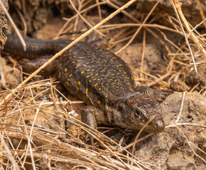 Gallot's lizard, Tenerife