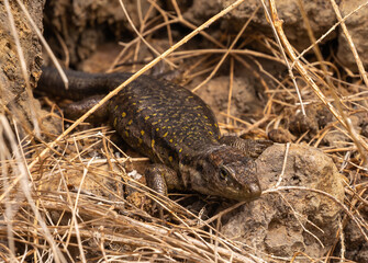 Gallot's lizard, Tenerife