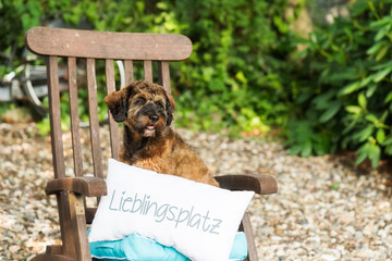 Cockapoo auf Lieblingsplatz