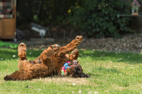 Spielender junger Cockapoo