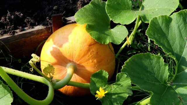 pumpkin grows in the garden on the bed