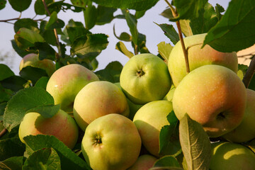 Gardening. A branch of an apple tree with a lot of fruits in the rays of the setting sun. Harvesting apples.