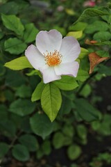 Closeup of a beautiful white rose in full bloom growing in the summer flower garden.