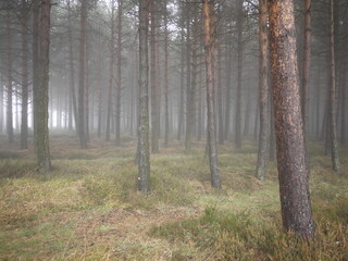 forest in the morning