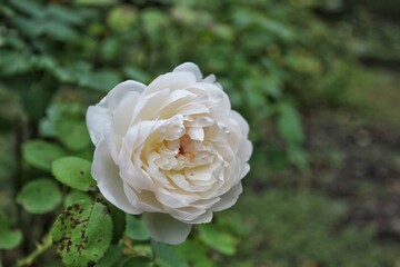 Closeup of a beautiful white rose in full bloom growing in the summer flower garden.