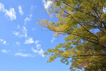 blue sky and yellow leaves 