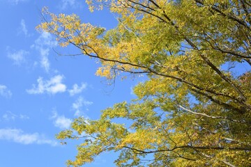 blue sky and yellow leaves 