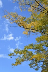 blue sky and yellow leaves 