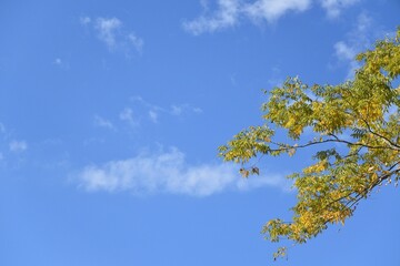 blue sky and yellow leaves 