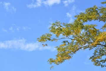 blue sky and yellow leaves 