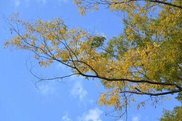 blue sky and yellow leaves 