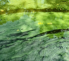 Tina is marsh. Swamp greenery. Microorganisms. Green overgrown pond.