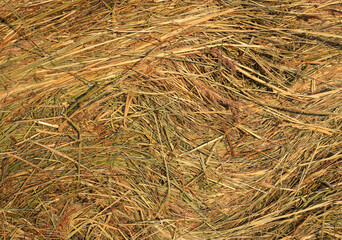 Close up of hay natural texture