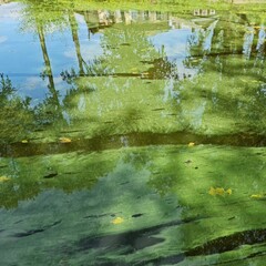 Tina is marsh. Swamp greenery. Microorganisms. Green overgrown pond.