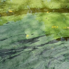 Tina is marsh. Swamp greenery. Microorganisms. Green overgrown pond.