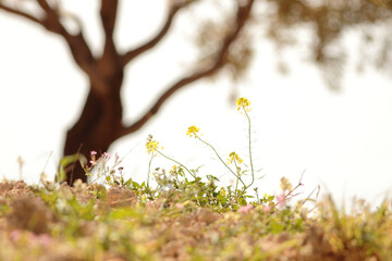 spring in the forest