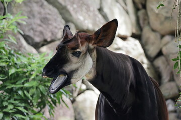 Fototapeta premium オカピ