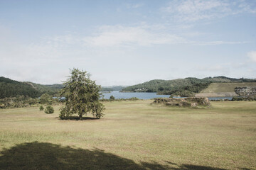 landscape with trees