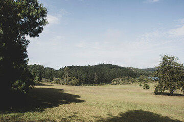 landscape with trees