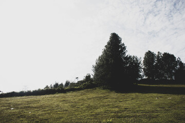 trees on a hill