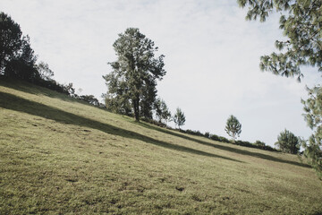 trees in the field