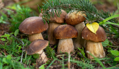 Mushroom boletus edilus. Popular white Boletus mushrooms in forest.